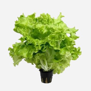 Салат Афицион в горшочке 1шт Свежий Стандарт