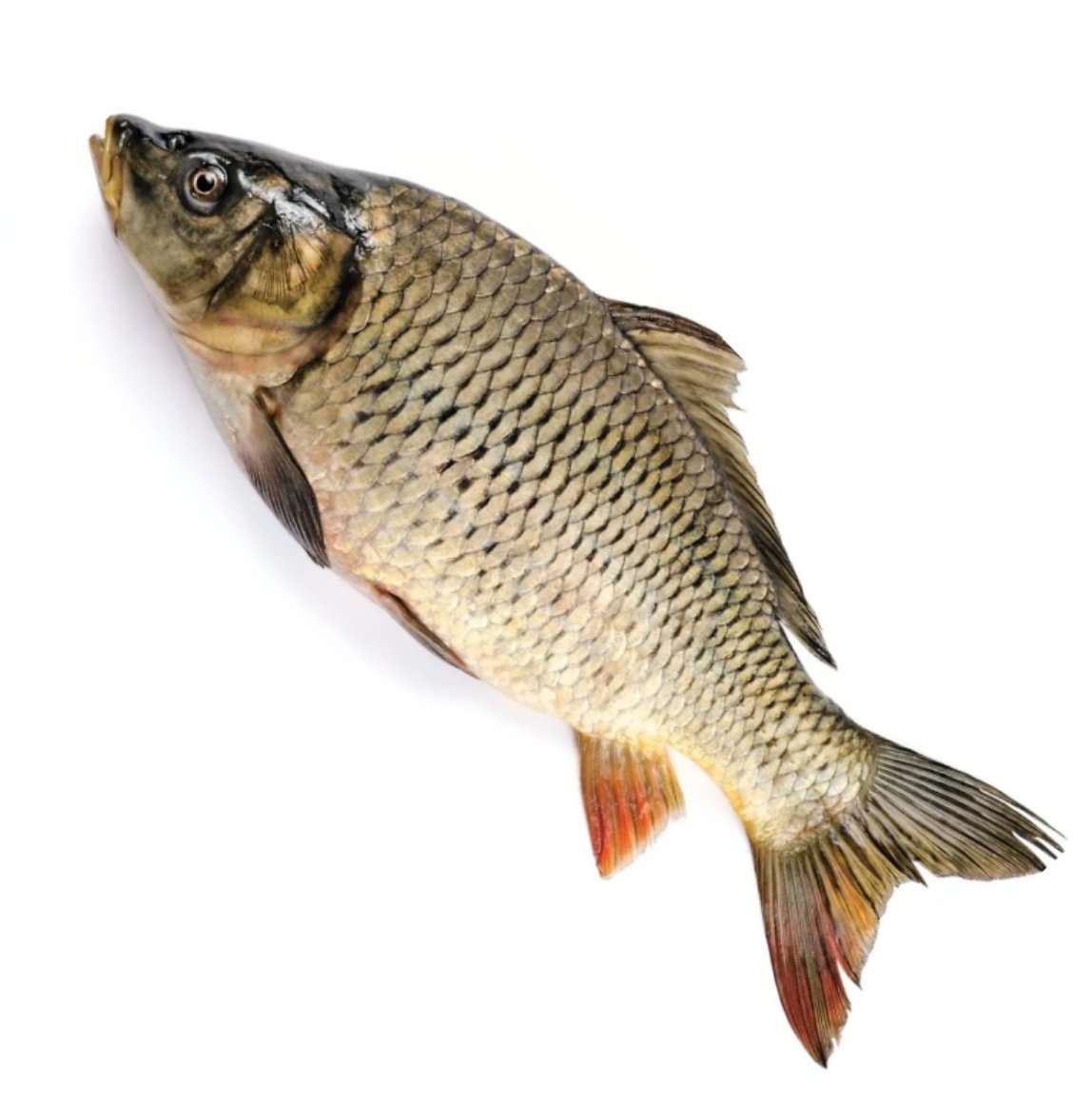 Сазан фото и описание | Рыбалка в пресной воде