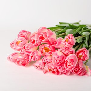 Тюльпан категория премиум 1шт 