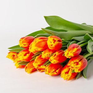 Тюльпан бахромчатый 1шт 