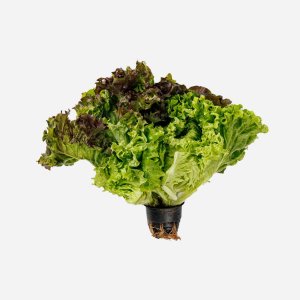 Салат Трио Микс в горшочке 1шт 