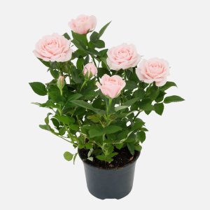 Роза Кордана микс d10,5 