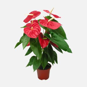 Антуриум андрианум красный d15 