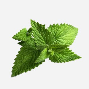 Мята свежая вес